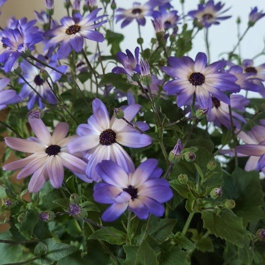 Photo of the plant species Glandular Cape Marigold by @UnerringAgave named Doja Cat on Greg, the plant care app