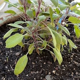 Photo of the plant species Purple Sage by @EternalCalathea named Soggy on Greg, the plant care app