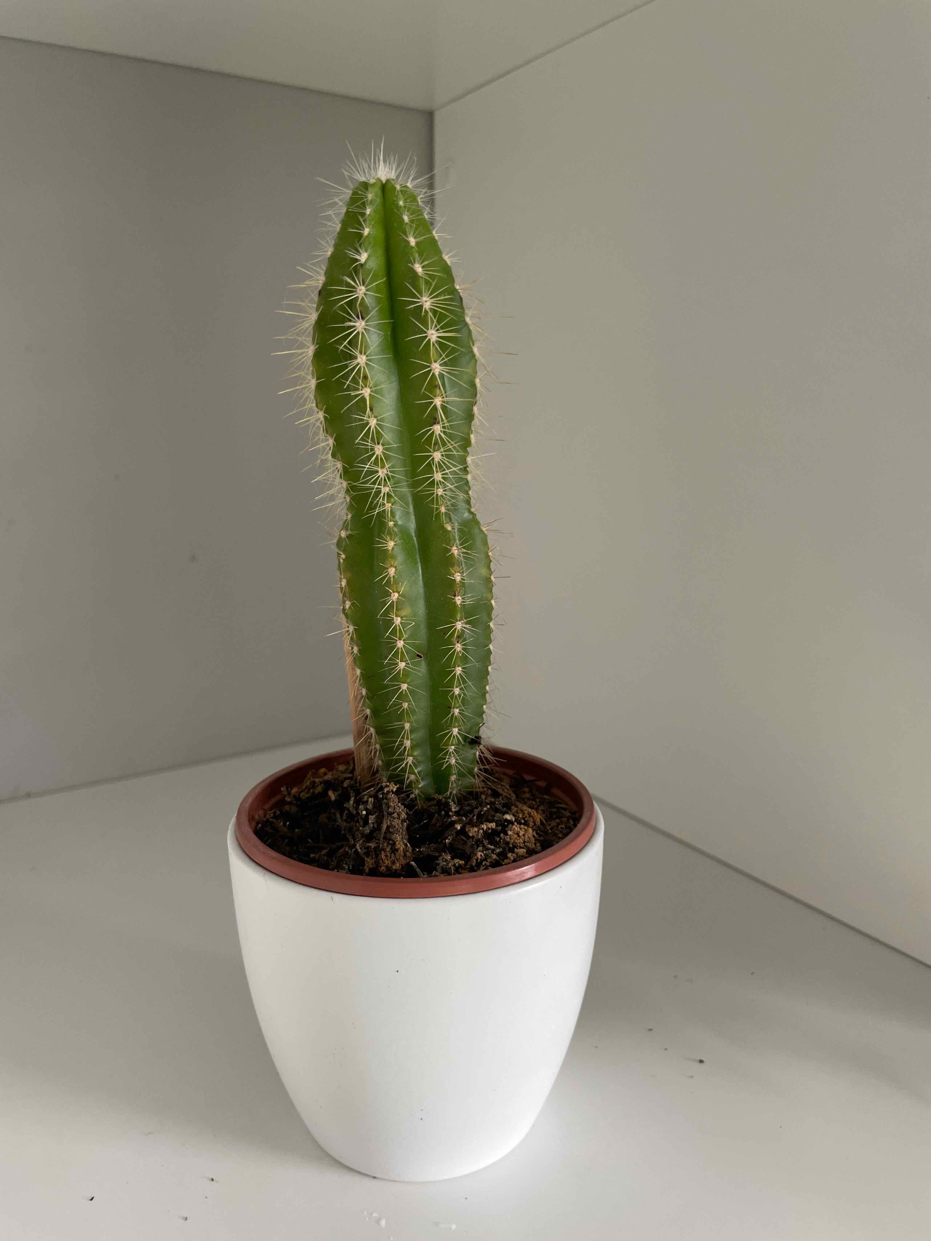 Cephalocereus polylophus cactus in a white pot, healthy and well-framed.