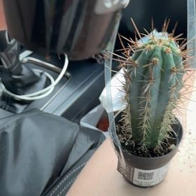 Photo of the plant species Blue Cereus by @FabWeepingmapou named Elle on Greg, the plant care app