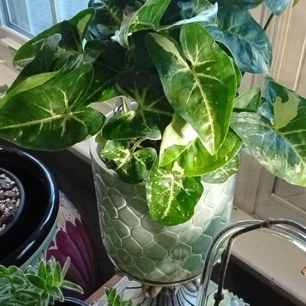 Photo of the plant species Green Arrow Plant by @NiceGrugrupalm named Rihanna on Greg, the plant care app
