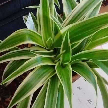 Photo of the plant species Spider Plant 'Reverse' by @NiceGrugrupalm named Huckleberry Fern on Greg, the plant care app