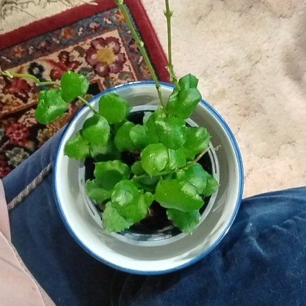 Photo of the plant species Hoya endauensis by @NiceGrugrupalm named Marley on Greg, the plant care app