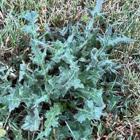 Photo of the plant species Spear Thistle by @PremiumPlumtree named Sanders on Greg, the plant care app