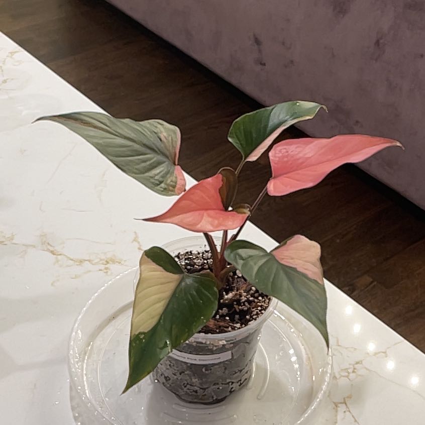Photo of the plant species Homalomena Pink Diamond by @KellyMM named Eva on Greg, the plant care app