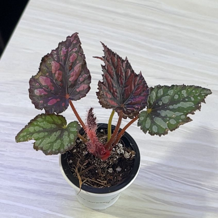 Photo of the plant species Begonia Jurassic Fire by @KellyMM named Morgan Treeman on Greg, the plant care app
