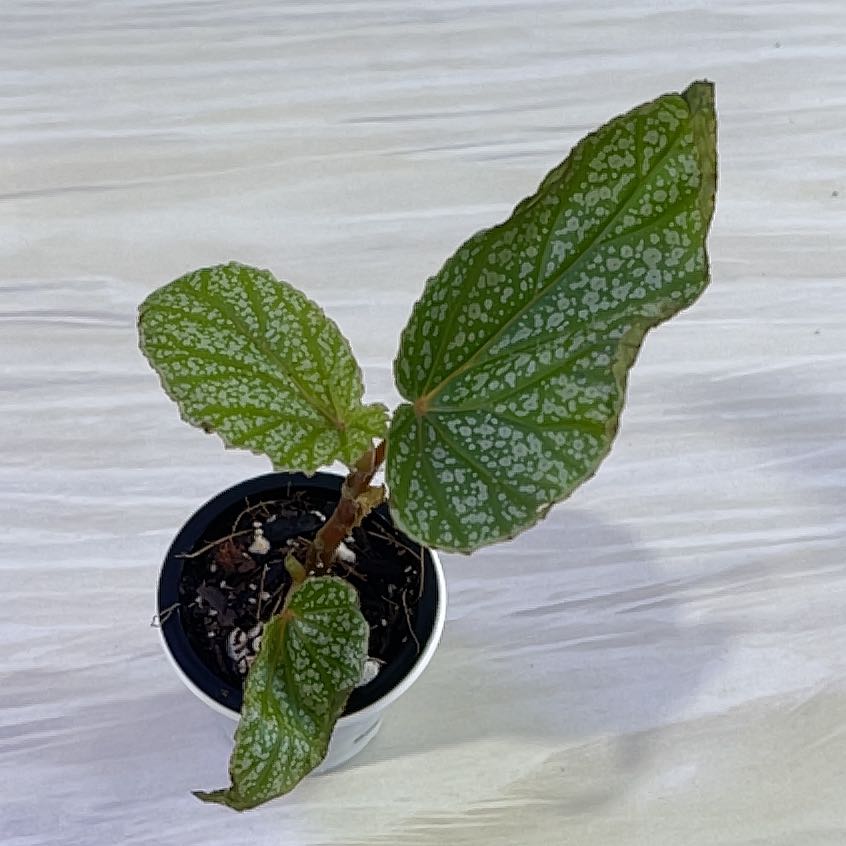 Photo of the plant species Begonia 'Don Miller' by @KellyMM named Nemo on Greg, the plant care app