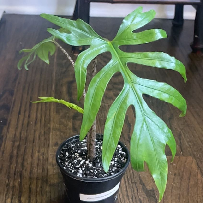 Photo of the plant species Alocasia 'Pink Passion' by @KellyMM named Lavender on Greg, the plant care app