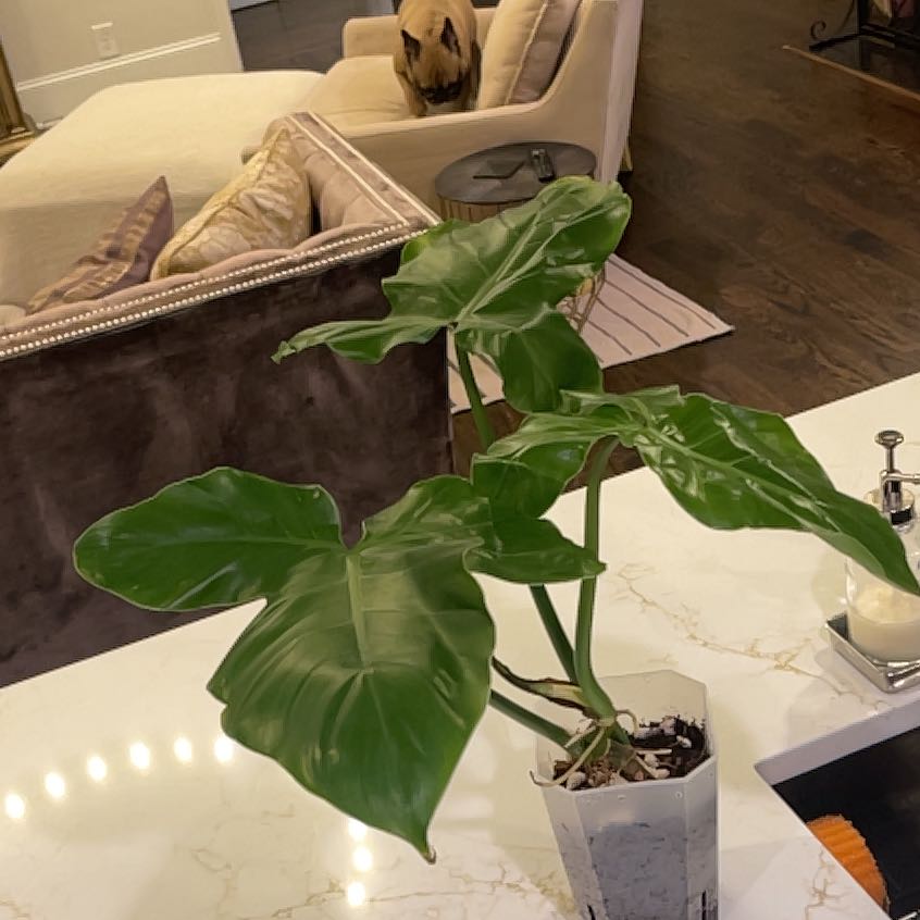 Photo of the plant species Philodendron barrosoanum by @KellyMM named Dax on Greg, the plant care app