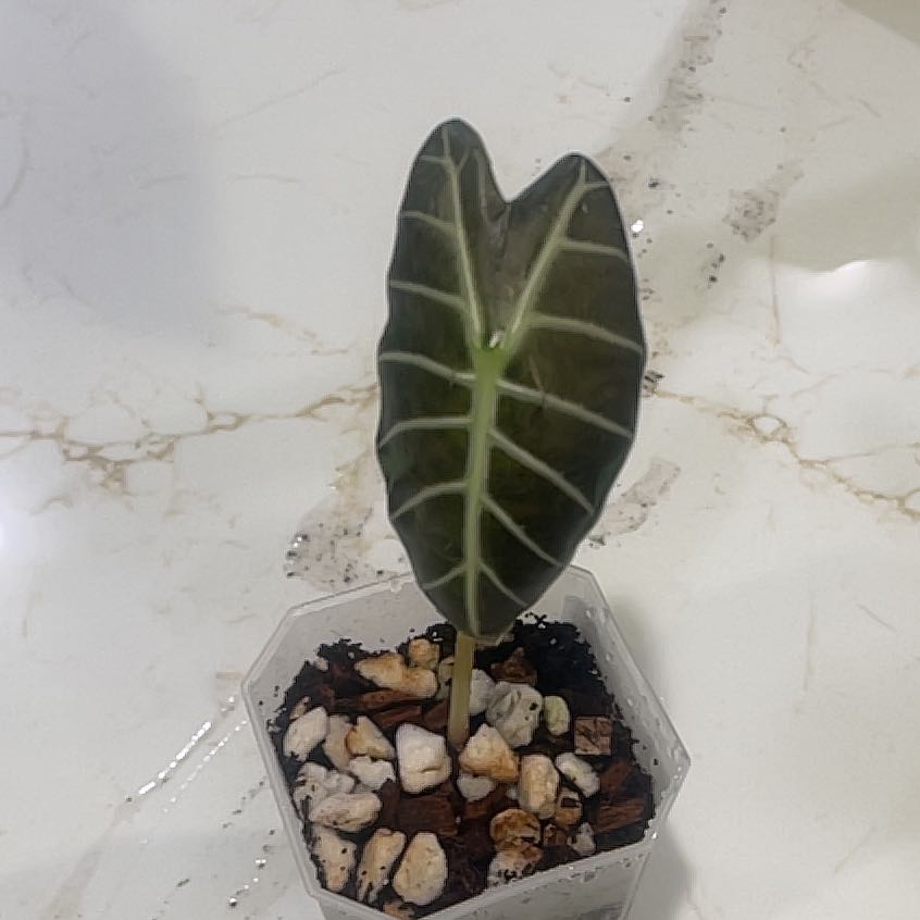 Photo of the plant species Alocasia Watsonia by @KellyMM named Gates on Greg, the plant care app