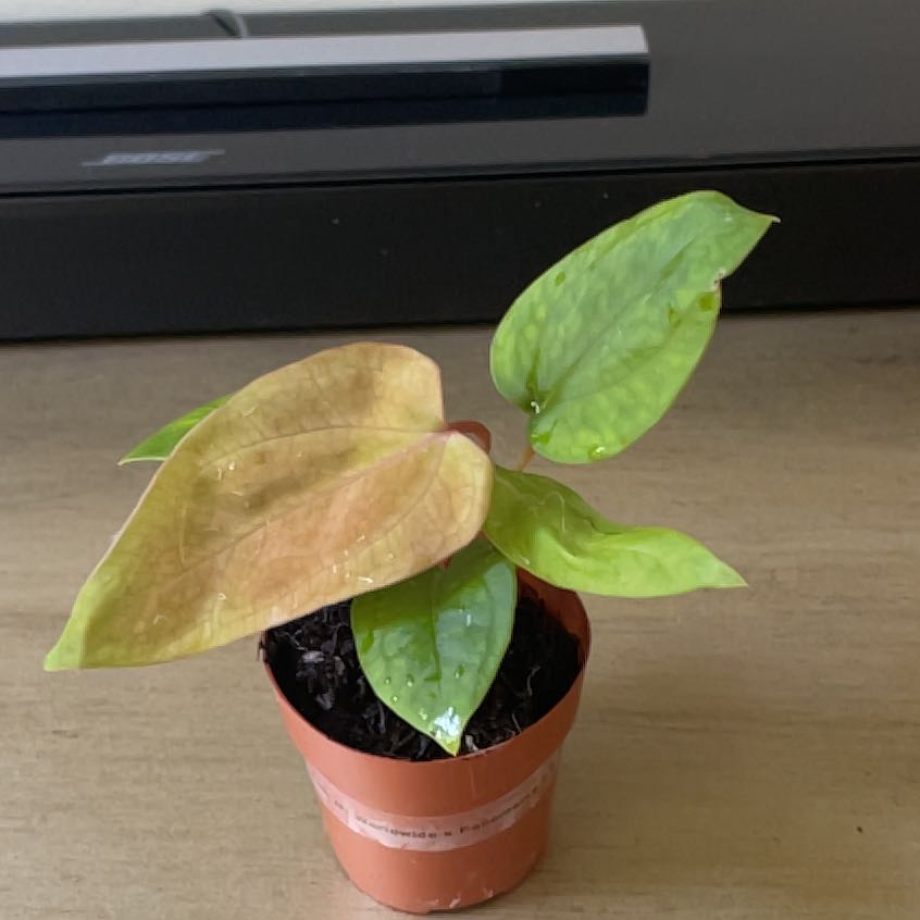 Photo of the plant species Mr Worldwide x Panamama 2.0 by @KellyMM named Clooney on Greg, the plant care app
