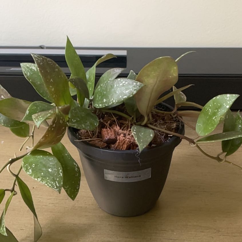 Photo of the plant species Hoya walliniana by @KellyMM named Queen on Greg, the plant care app