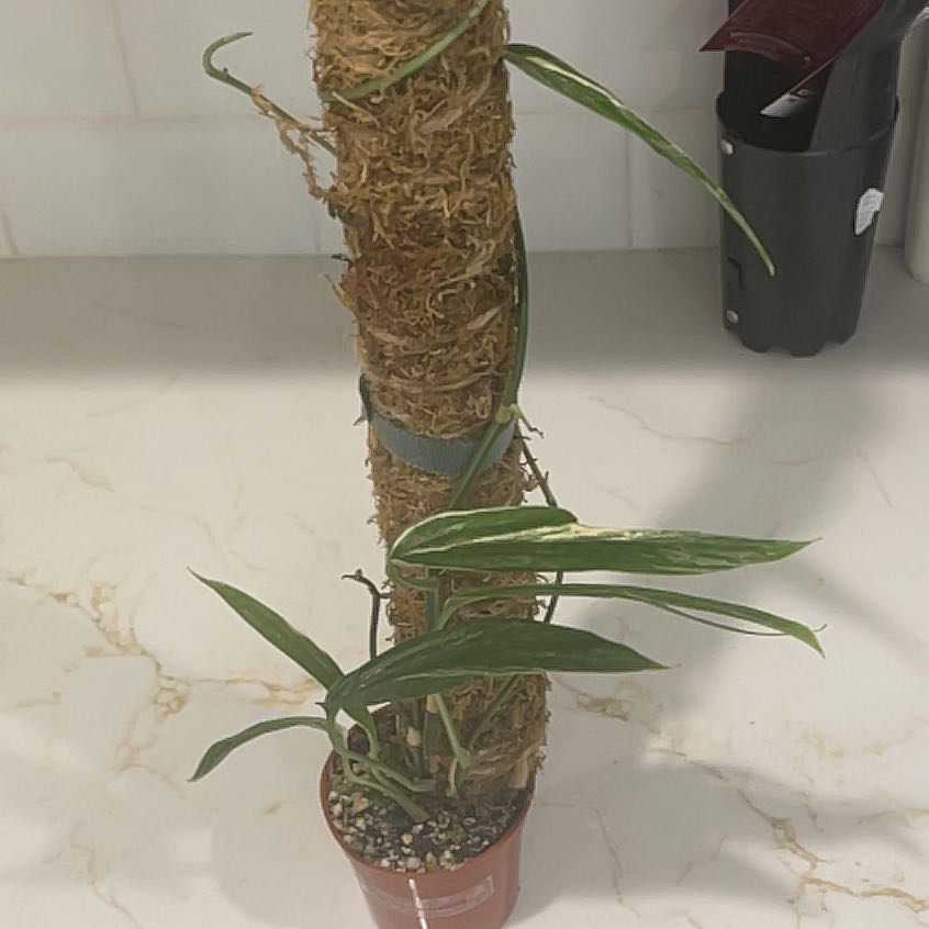 Photo of the plant species zippelianum by @KellyMM named Dolores on Greg, the plant care app