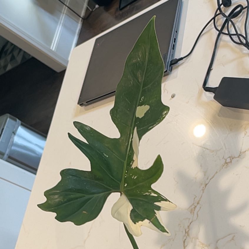 Photo of the plant species Philodendron Golden Dragon by @KellyMM named Leaf Erickson on Greg, the plant care app