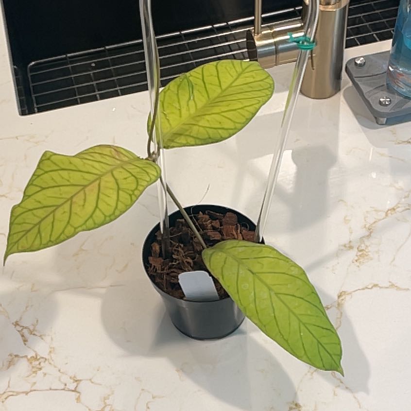 Photo of the plant species Hoya meredithii by @KellyMM named Girlfrond on Greg, the plant care app
