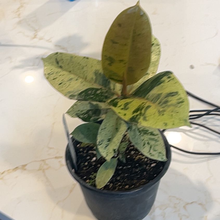 Photo of the plant species shivereana moonshine by @KellyMM named Beckham on Greg, the plant care app