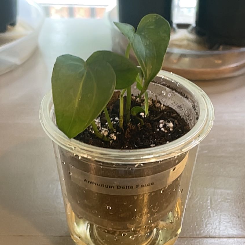 Photo of the plant species Delta Force Anthurium by @KellyMM named Zion on Greg, the plant care app