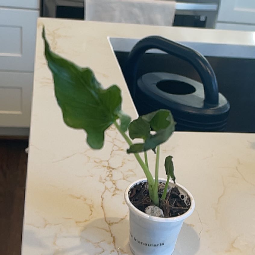 Photo of the plant species Alocasia Triangularis by @KellyMM named Wall-E on Greg, the plant care app