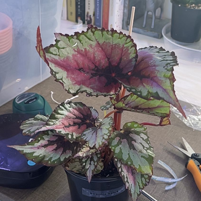 Photo of the plant species Rex Begonia 'Salsa' by @KellyMM named Fernie Mac on Greg, the plant care app