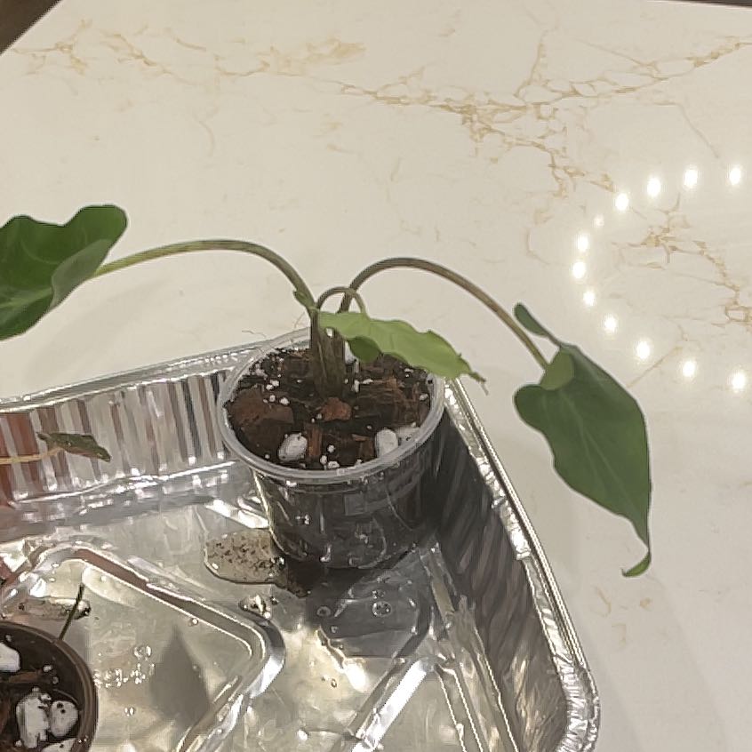 Photo of the plant species Alocasia New Guinea Gold by @KellyMM named Drake on Greg, the plant care app