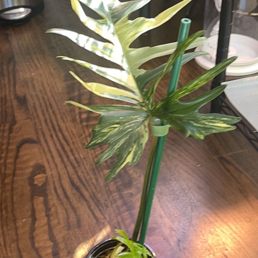 Plant care for Florida Green Philodendron on Greg, the plant care app