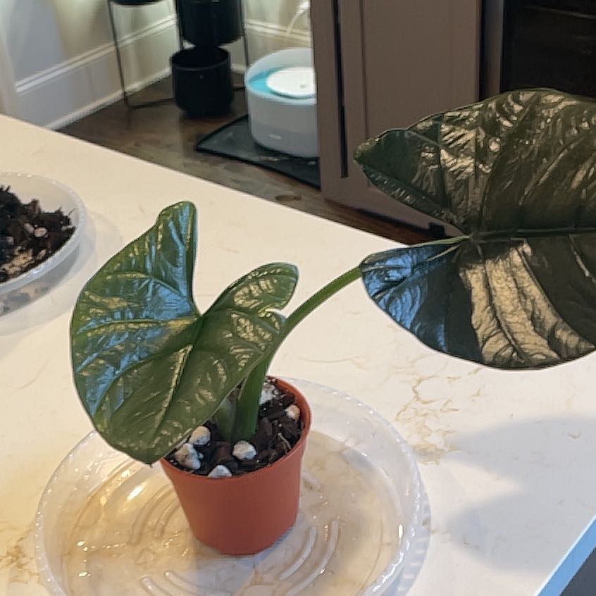 Photo of the plant species Nebula Elaine by @KellyMM named Clooney on Greg, the plant care app
