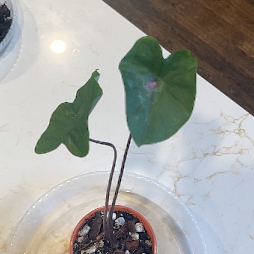 Photo of the plant species Colocasia 'Hawaiian Punch' by @KellyMM named Leaf Erickson on Greg, the plant care app