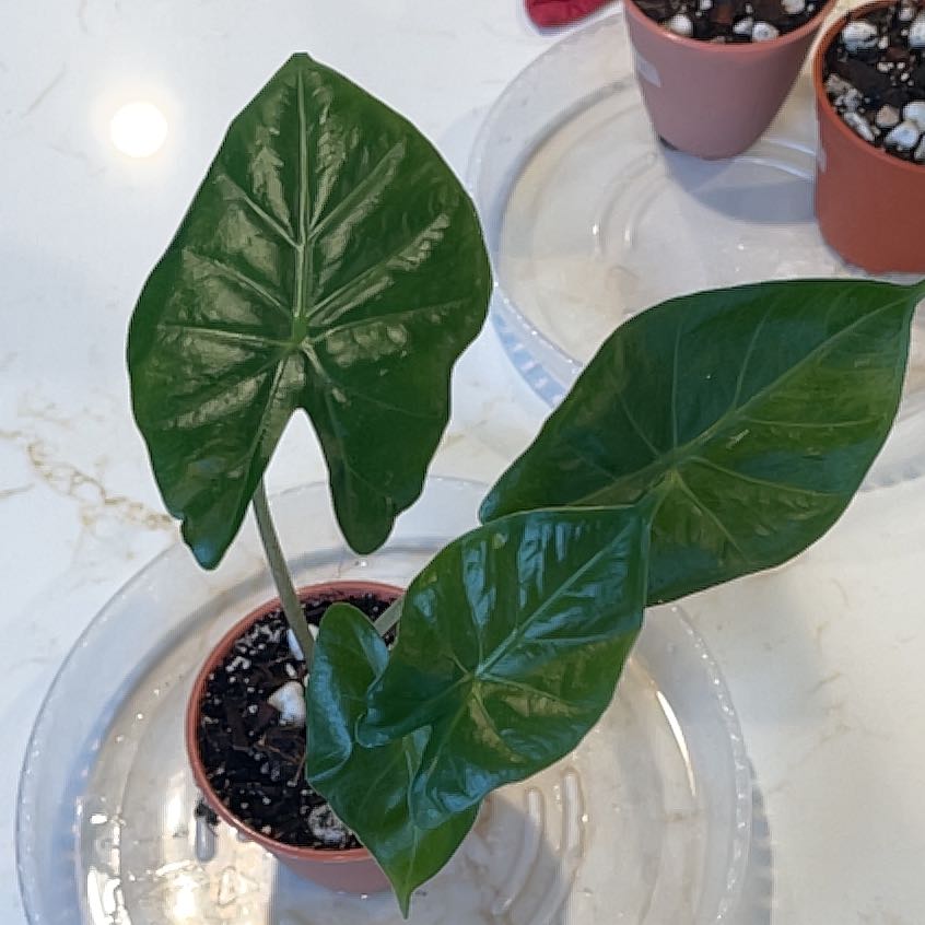Photo of the plant species Kuching Mask Elephant Ear by @KellyMM named Peter Parker on Greg, the plant care app
