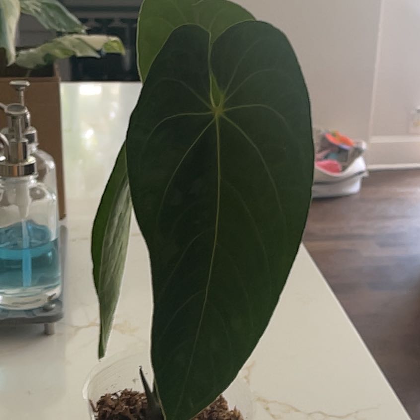 Photo of the plant species Anthurium queremalense by @KellyMM named Shakira on Greg, the plant care app