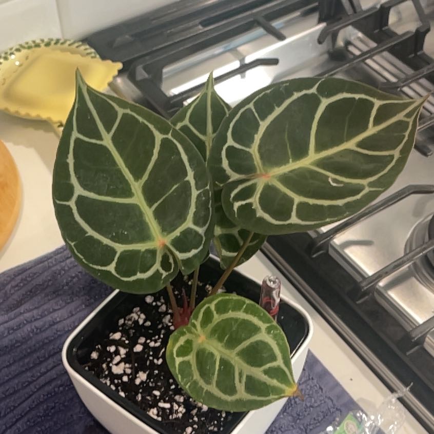 Photo of the plant species Anthurium Red Tiger by @KellyMM named Drake on Greg, the plant care app