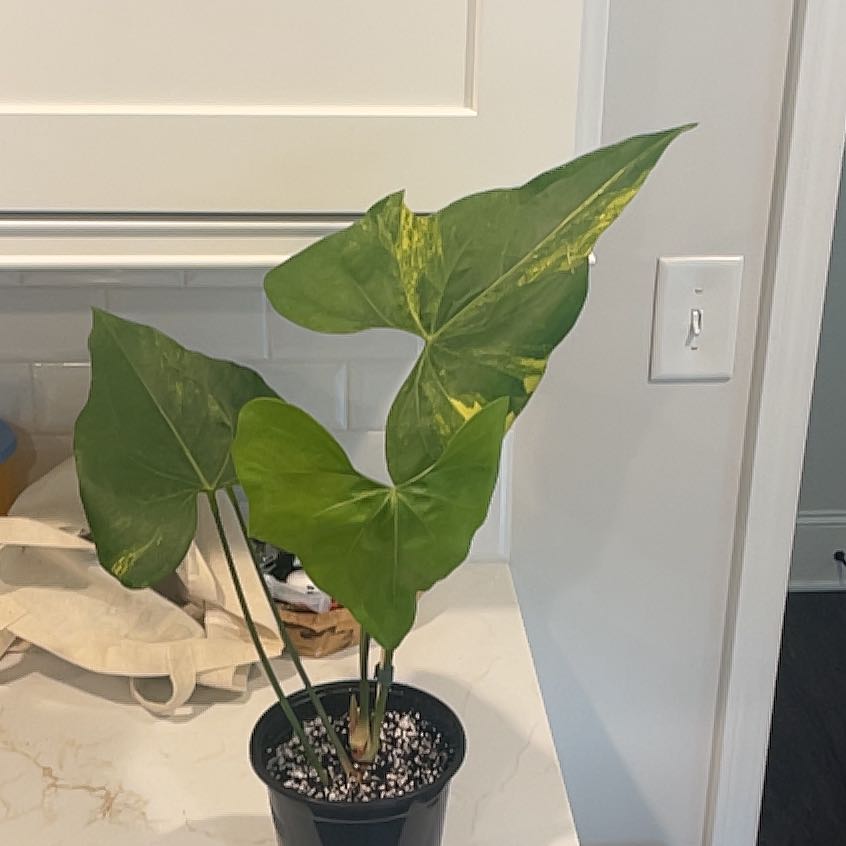 Photo of the plant species anthurium pterodactyl by @KellyMM named Orlando Bloom on Greg, the plant care app