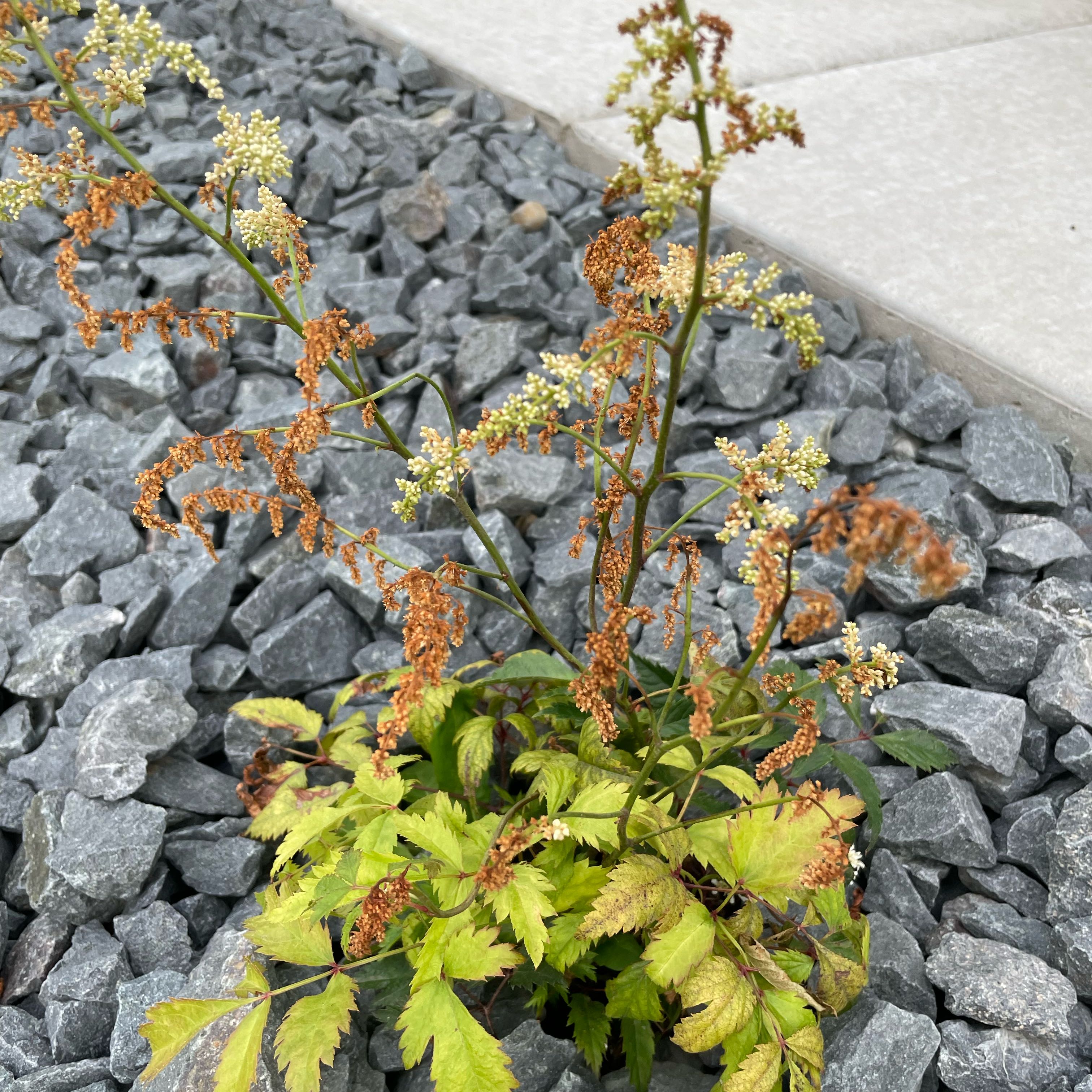 Photo of the plant species Fanal Astilbe by @MarkedClusia named Willow on Greg, the plant care app