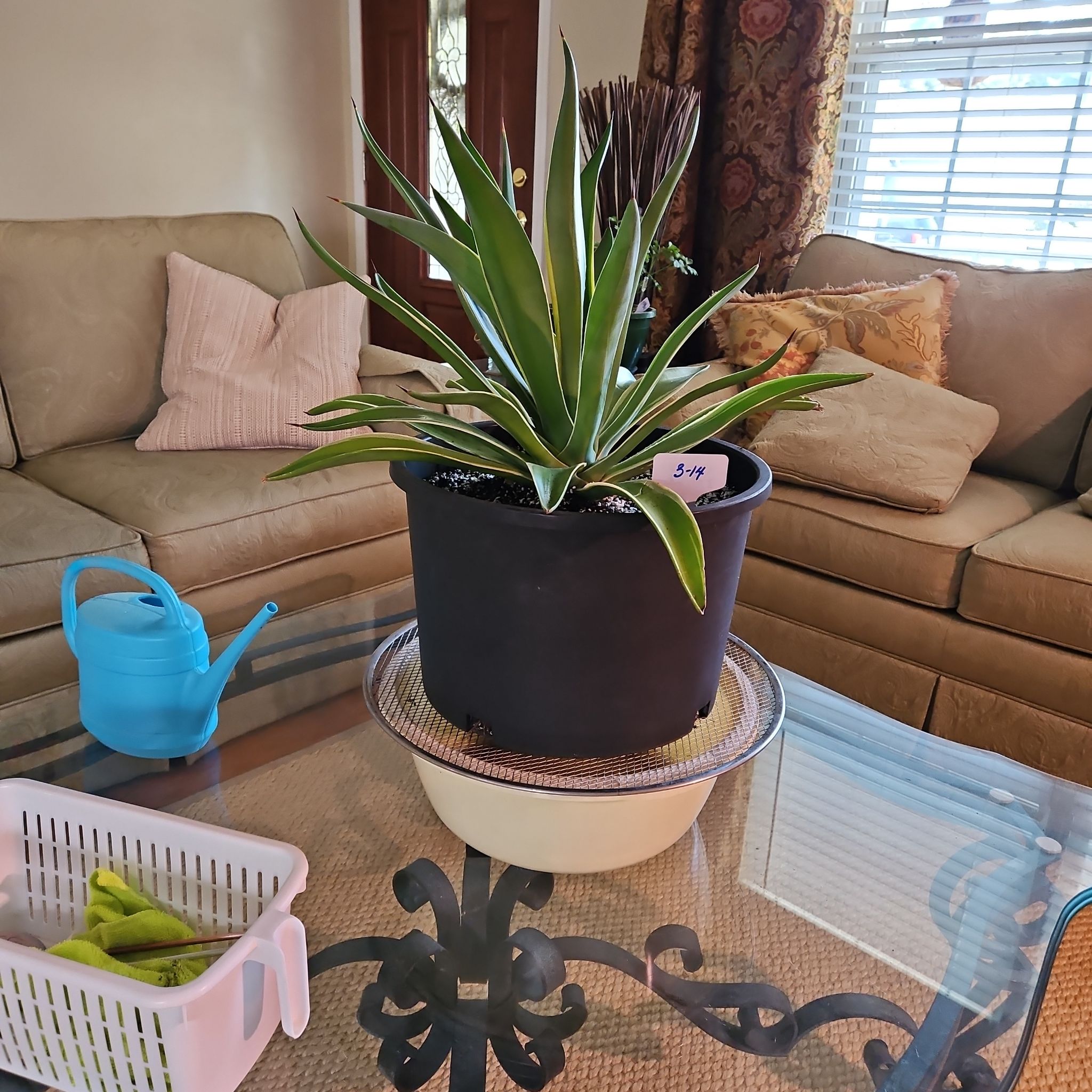 Photo of the plant species Agave americana 'Matsumoto Variegata' by @NCC1701 named Spike Lee on Greg, the plant care app