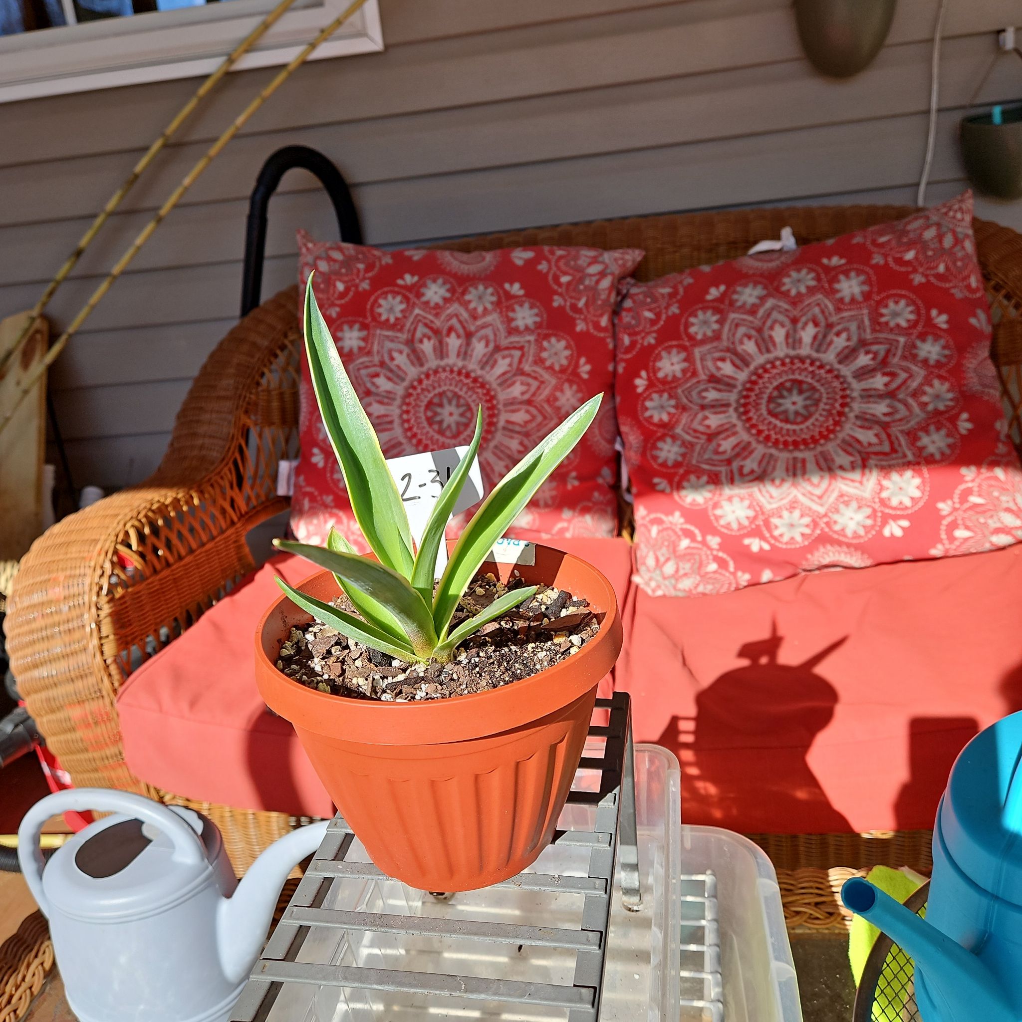 Photo of the plant species Variegated Agave celsii by @NCC1701 named Virginia on Greg, the plant care app