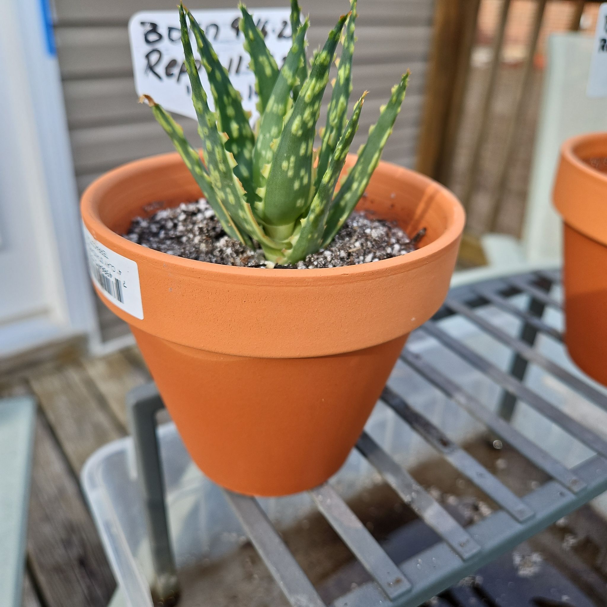 Photo of the plant species Aloe 'Krakatoa' by @NCC1701 named Thing 4 on Greg, the plant care app