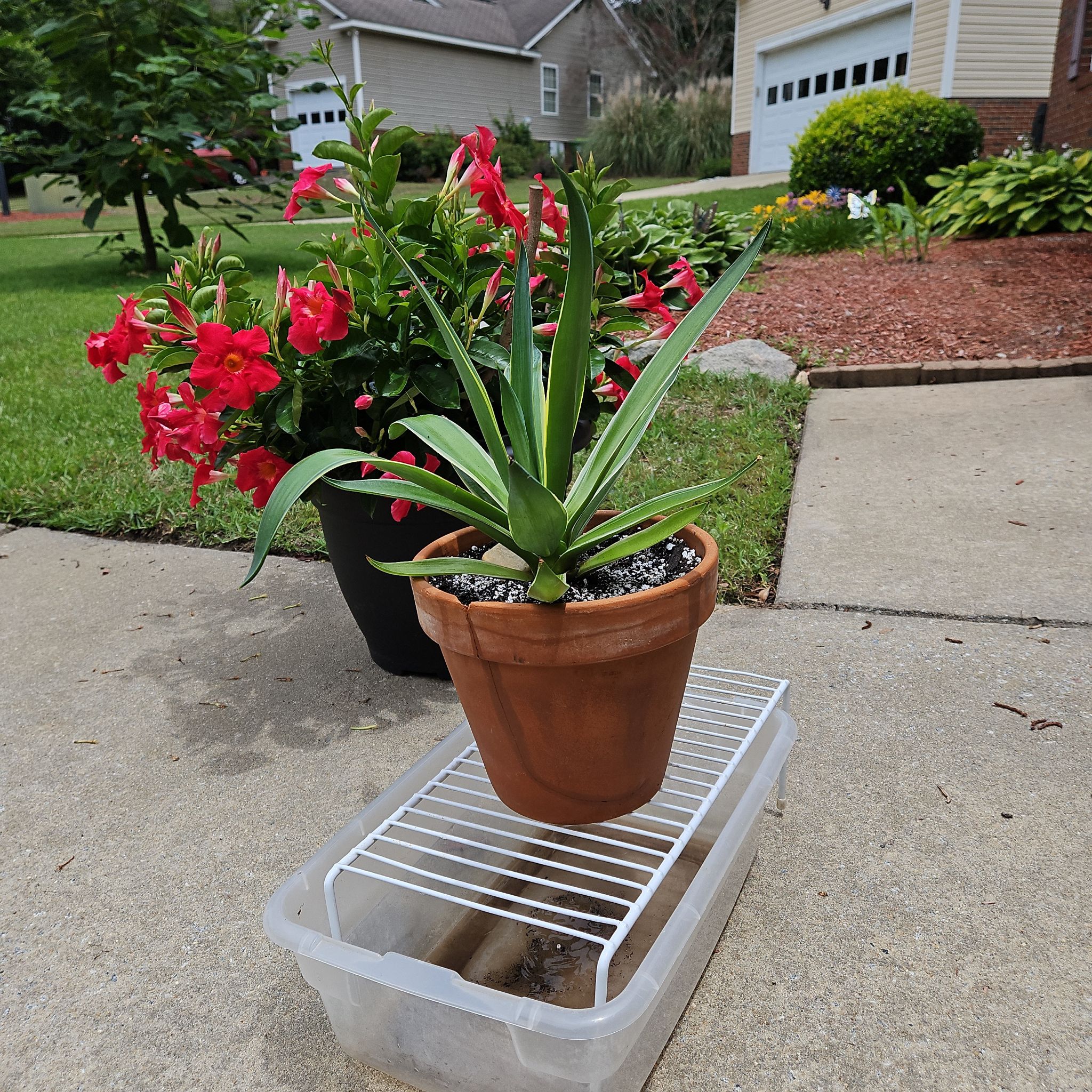 Photo of the plant species Variegated Agave celsii by @NCC1701 named Velma on Greg, the plant care app