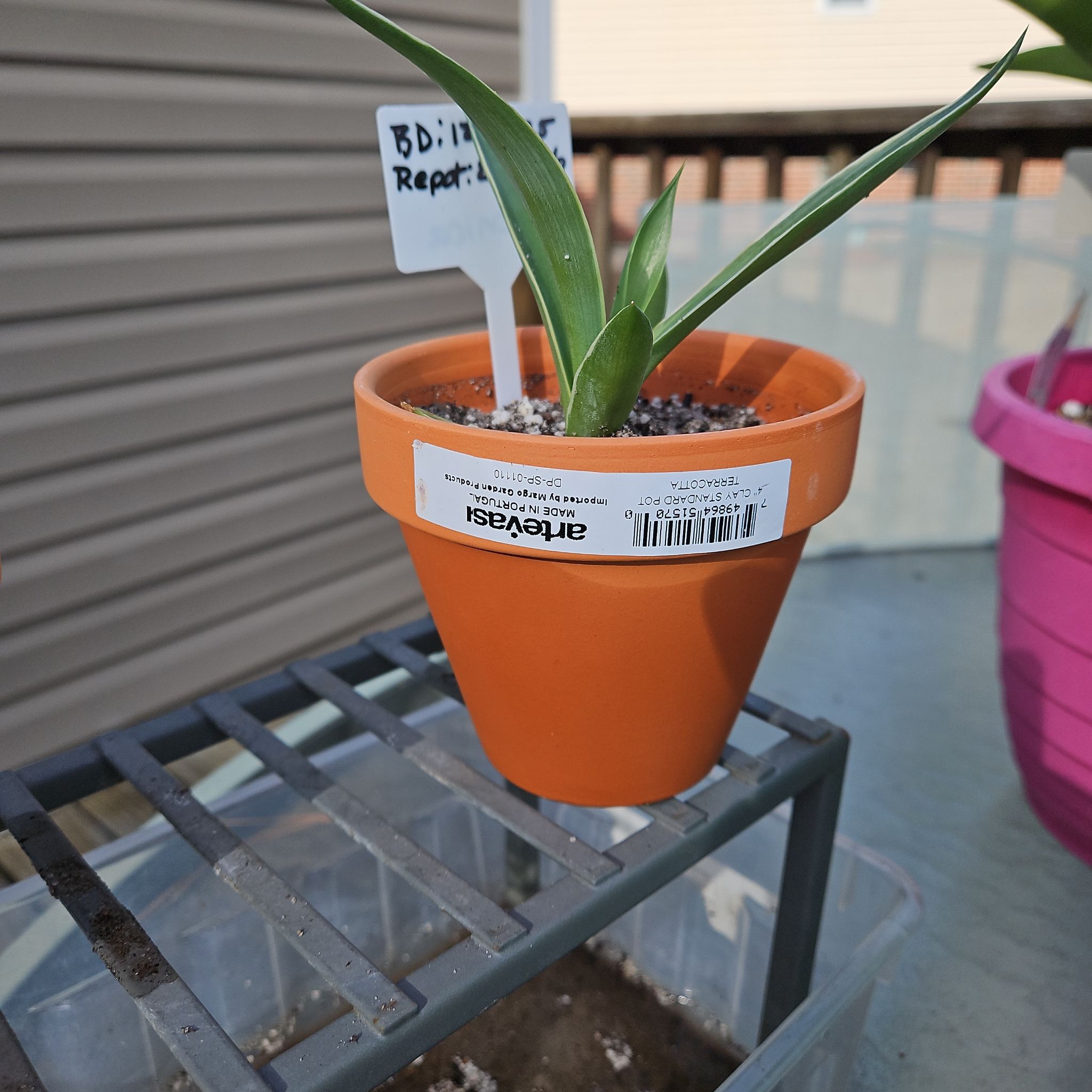 Photo of the plant species Variegated Agave celsii by @NCC1701 named Veronica on Greg, the plant care app