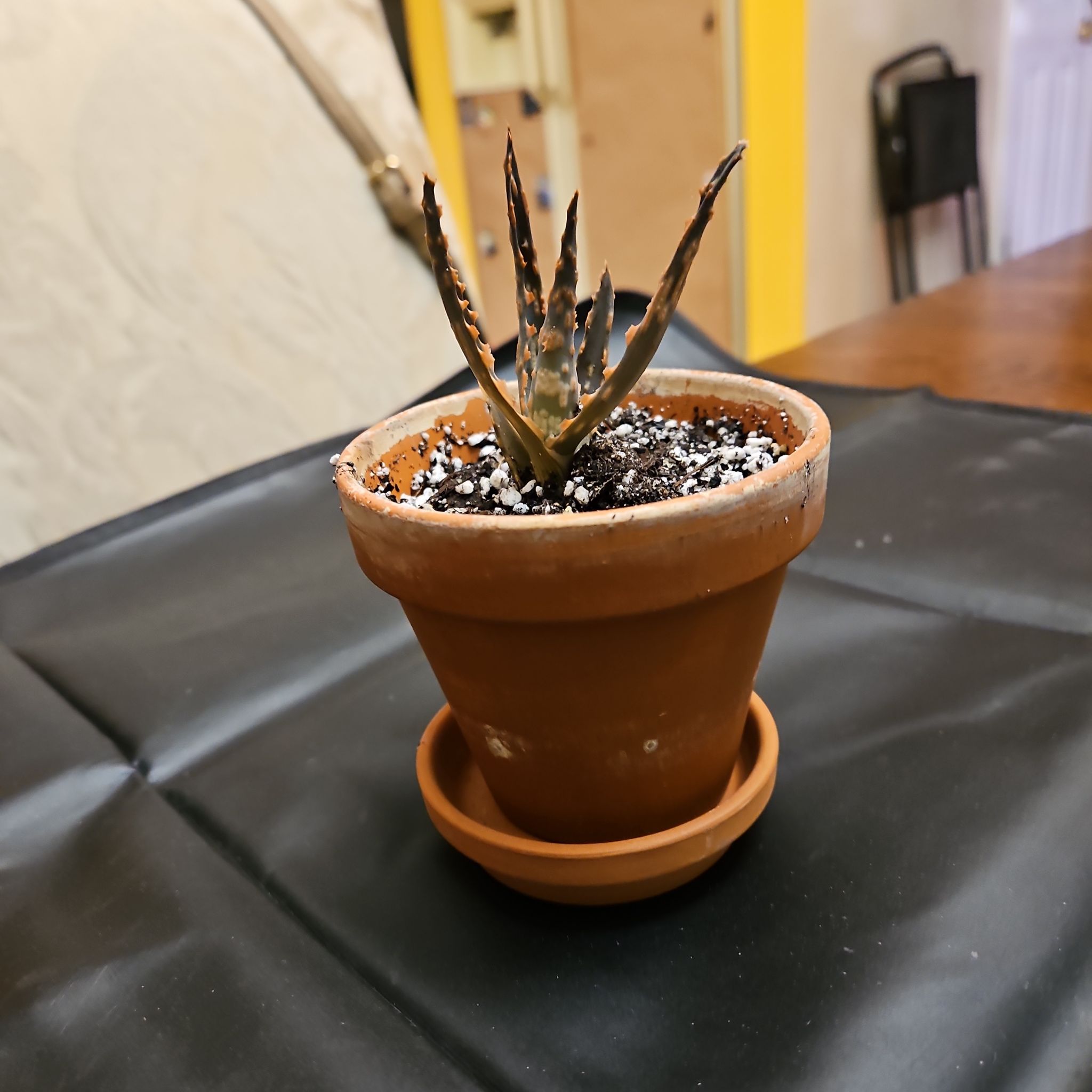 Photo of the plant species Aloe 'Krakatoa' by @NCC1701 named Pup on Greg, the plant care app