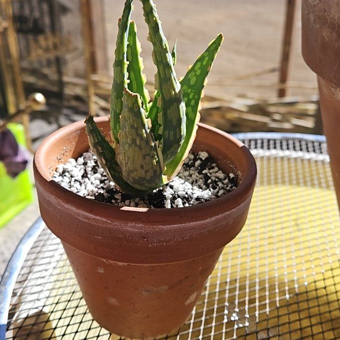 Photo of the plant species Aloe 'Krakatoa' by @NCC1701 named Thing 1 on Greg, the plant care app