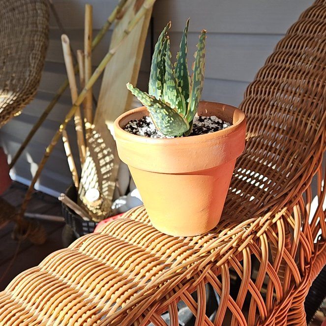 Photo of the plant species Aloe 'Krakatoa' by @NCC1701 named Thing 2 on Greg, the plant care app