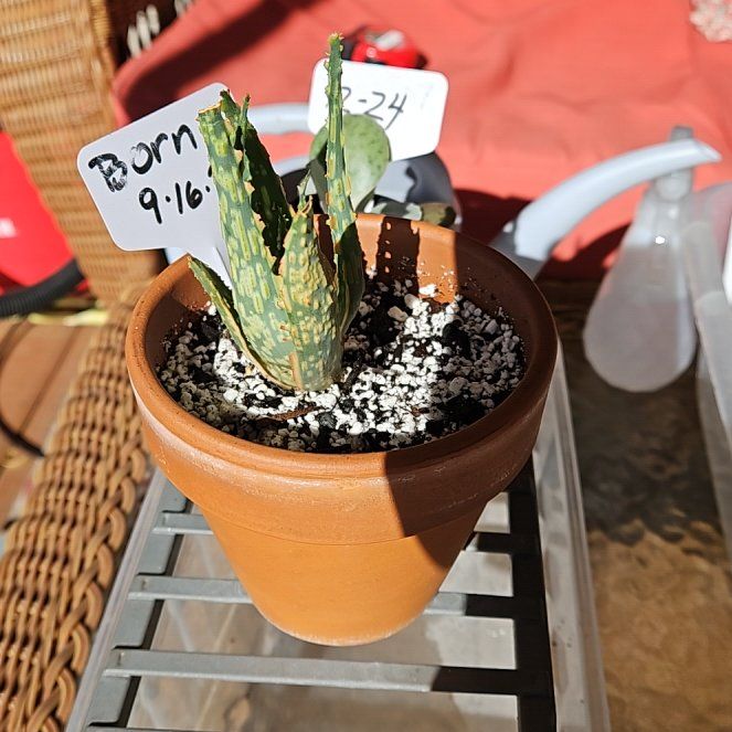Photo of the plant species Aloe 'Krakatoa' by @NCC1701 named Thing 3 on Greg, the plant care app