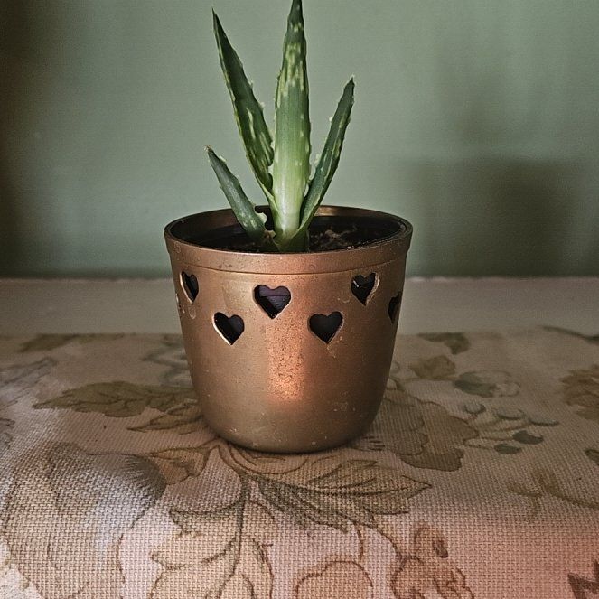 Photo of the plant species Aloe 'Krakatoa' by @NCC1701 named Pup on Greg, the plant care app