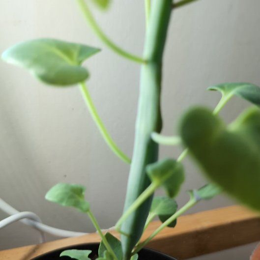 Photo of the plant species Candle cactus by @HipCashmerehop named Tree Diddy on Greg, the plant care app