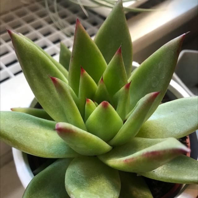 Photo of the plant species Lipstick Echeveria by @yy474 named Lipinsky on Greg, the plant care app