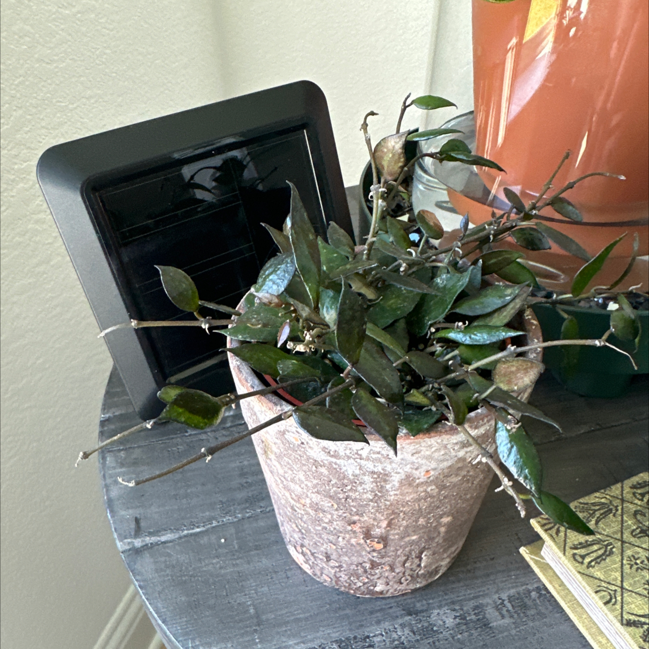 Photo of the plant species Black Hoya by @SteadyWharangi named Cabinet- Michelle Branch on Greg, the plant care app