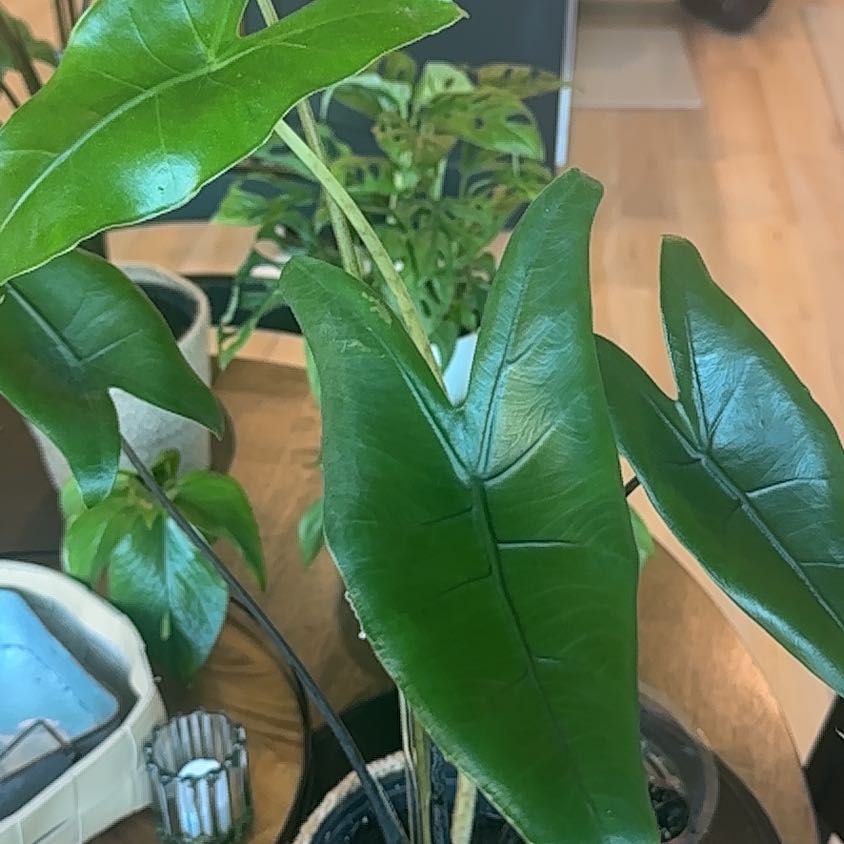 Photo of the plant species Alocasia 'Mythic Blackout' by @SteadyWharangi named Kitchen- mythic blackout on Greg, the plant care app