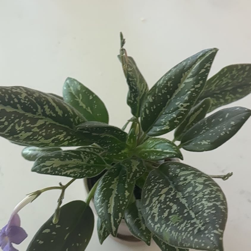 Photo of the plant species Michaelmoelleria vietnamensis by @SteadyWharangi named Living room - Vietnam African violet on Greg, the plant care app