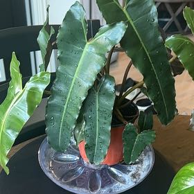 Photo of the plant species Philodendron Blanchetianum by @SteadyWharangi named Office  - Phil. Blanchetianum on Greg, the plant care app