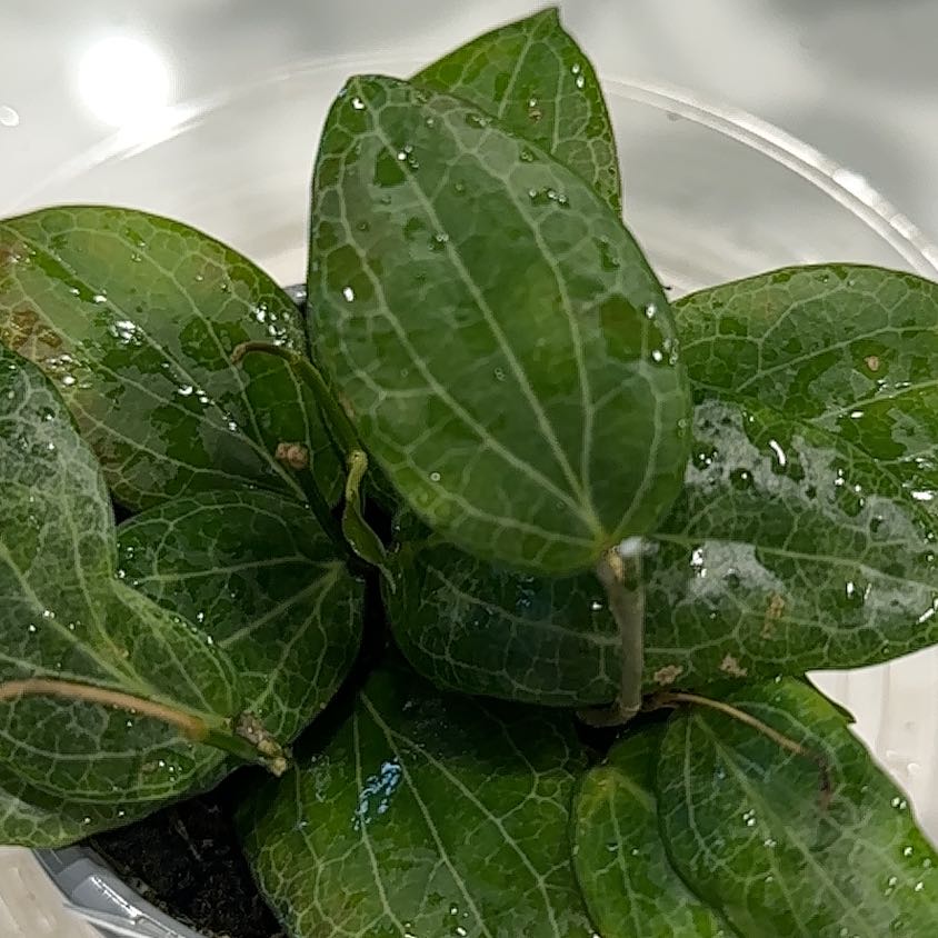 Photo of the plant species Hoya anulata by @SteadyWharangi named Bedroom- striped Hoya on Greg, the plant care app