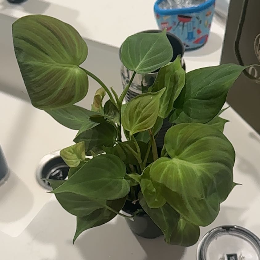 Photo of the plant species Philodendron micans 'Velvet Halo' by @SteadyWharangi named Bedroom- philo light green velvet on Greg, the plant care app